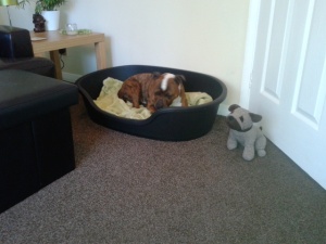 Rocco in his new bed